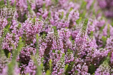 Erica vagans 'St Keverne' - P9 - image 3