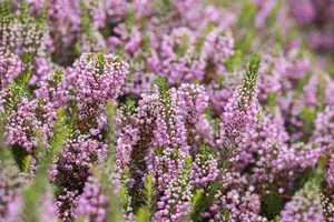 Erica vagans 'St Keverne' - P9 - image 3