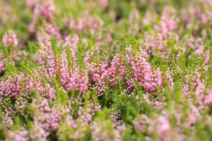 Erica vagans 'St Keverne' - P9 - image 4