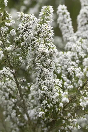 Erica veitchii 'Pink Joy' - P9