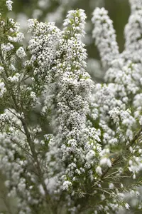 Erica veitchii 'Pink Joy'