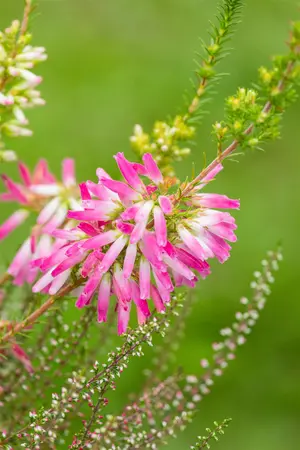 Erica verticillata - P9 - image 3