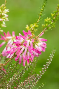 Erica verticillata - P9 - image 3