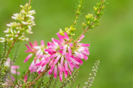 Erica verticillata - P9 - image 2