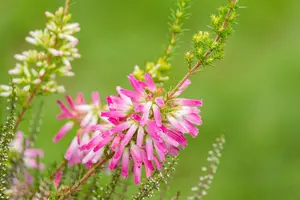 Erica verticillata - P9 - image 2