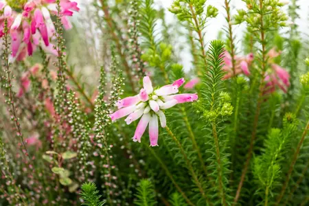 Erica verticillata - P9 - image 4