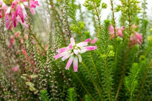 Erica verticillata - P9 - image 4