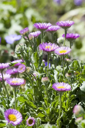 Erigeron glaucus 'Sea Breeze' - P9 - image 1