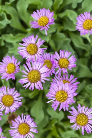 Erigeron glaucus 'Sea Breeze' - P9 - image 5