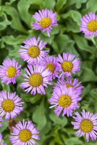 Erigeron glaucus 'Sea Breeze' - P9 - image 5