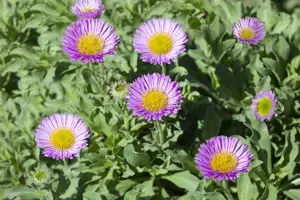 Erigeron glaucus 'Sea Breeze' - P9 - image 2