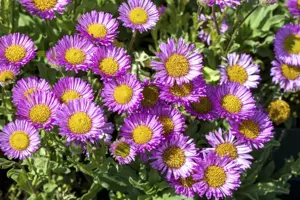 Erigeron glaucus 'Sea Breeze' - P9 - image 3