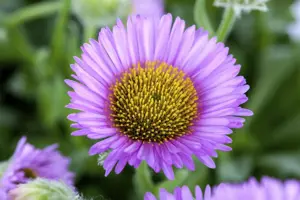 Erigeron glaucus 'Sea Breeze' - P9 - image 4