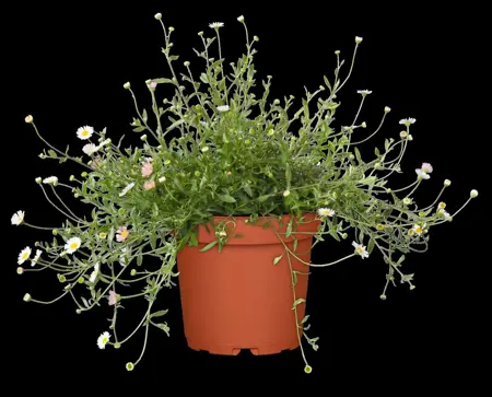 Erigeron karv. 'Bl?tenmeer' - P9 - image 2