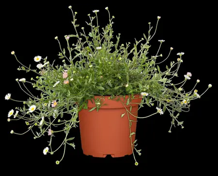 Erigeron karv. 'Bl?tenmeer' - 2 Ltr pot - image 2