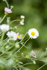 Erigeron karv. 'Profusion'