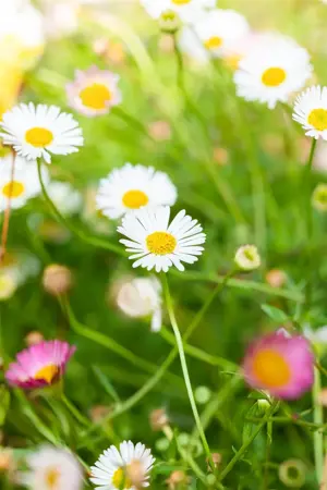 Erigeron karv. 'Profusion' - 2 Ltr pot - image 5