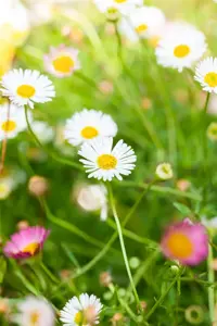 Erigeron karv. 'Profusion' - 2 Ltr pot - image 5