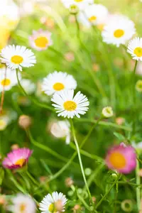 Erigeron karv. 'Profusion' - P13 - image 4