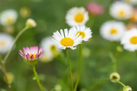 Erigeron karv. 'Profusion' - 2 Ltr pot - image 3