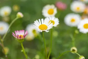 Erigeron karv. 'Profusion' - 2 Ltr pot - image 3