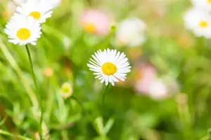 Erigeron karv. 'Profusion' - 2 Ltr pot - image 4