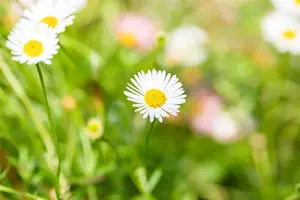 Erigeron karv. 'Profusion' - P13 - image 3