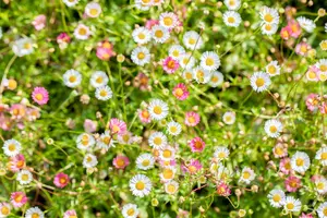 Erigeron karv. 'Profusion' - P13 - image 5