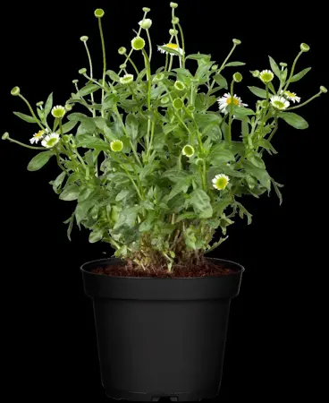 Erigeron karvinskianus - P9 - image 2