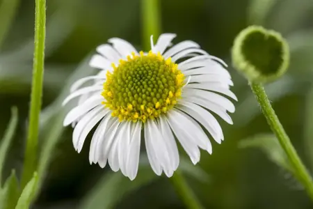 Erigeron karvinskianus - P9 - image 1