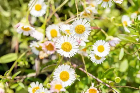 Erigeron karvinskianus - P9 - image 4