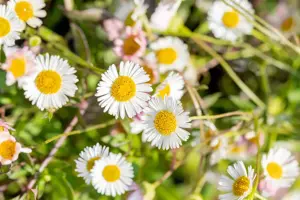 Erigeron karvinskianus - P9 - image 5