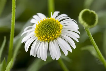 Erigeron karvinskianus - 1.5 Ltr pot - image 1