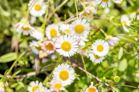 Erigeron karvinskianus - 1.5 Ltr pot - image 3