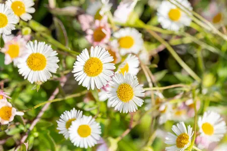 Erigeron karvinskianus - 1.5 Ltr pot - image 4