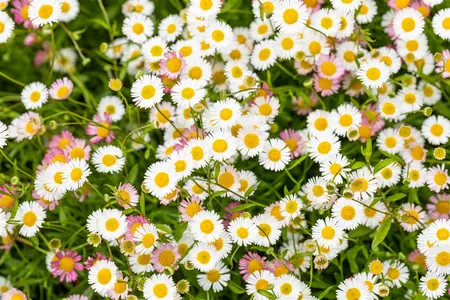 Erigeron karvinskianus - 1.5 Ltr pot - image 5