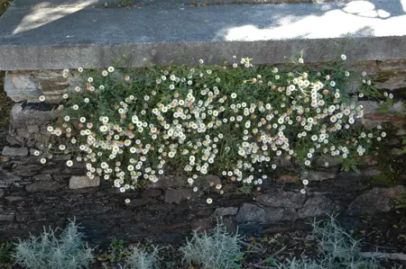 Erigeron karvinskianus - P9 - image 3