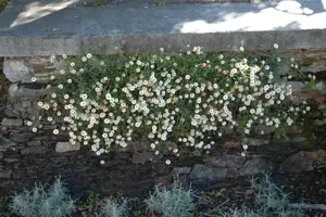 Erigeron karvinskianus - P13 - image 3