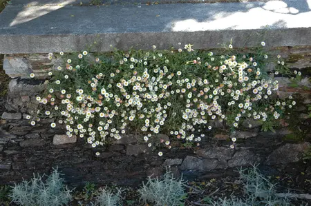 Erigeron karvinskianus - 1.5 Ltr pot - image 2