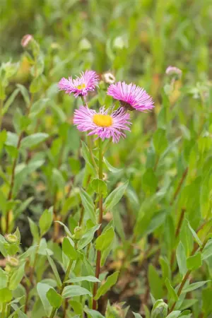 Erigeron 'Rosa Juwel' - P9 - image 3