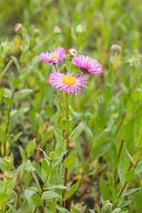 Erigeron 'Rosa Juwel' - P9 - image 3