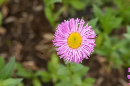 Erigeron 'Rosa Juwel' - P9 - image 2