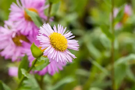 Erigeron 'Rosa Juwel' - P9 - image 5
