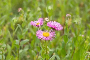 Erigeron 'Rosa Juwel' - P9 - image 4