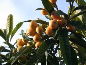 Eriobotrya japonica 'Rose Anne'