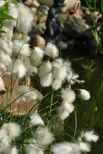 Eriophorum angustifolium