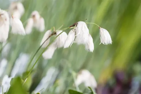 Eriophorum angustifolium - P9 - image 2