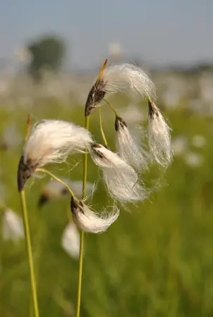 Eriophorum vaginatum - P9