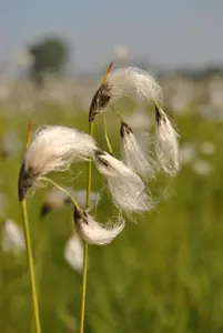 Eriophorum vaginatum