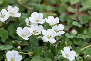 Erodium reichardii 'Album'